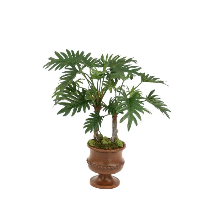 Philodendron Selloum Plant in Maple Finish Classic Urn