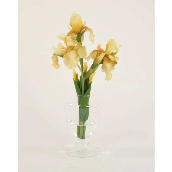 Waterlook® Light Yellow Bearded Iris in Footed Glass Vase
