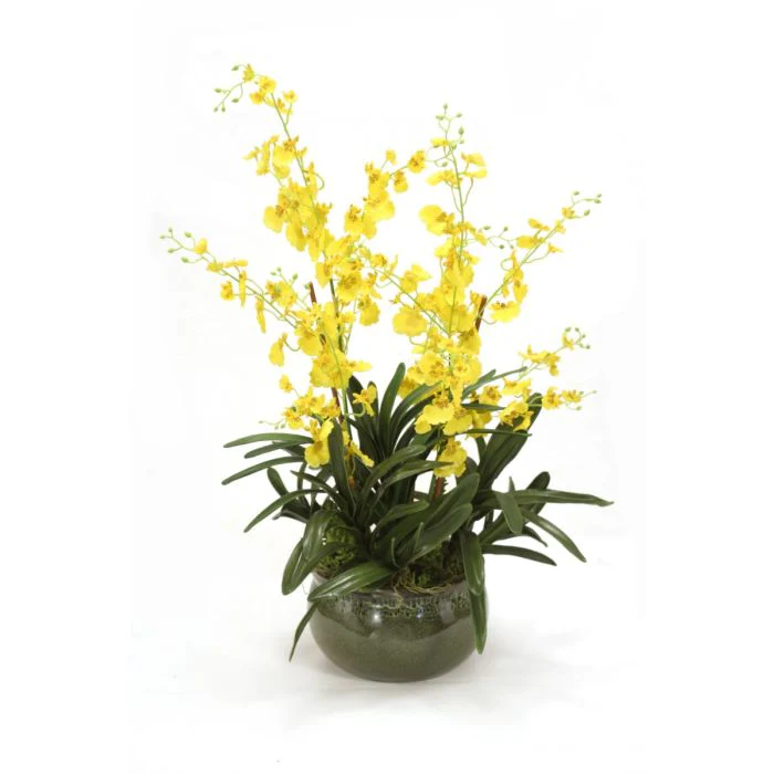 Yellow Oncidium Orchids Mixed with Succulents in Green Garden Pot