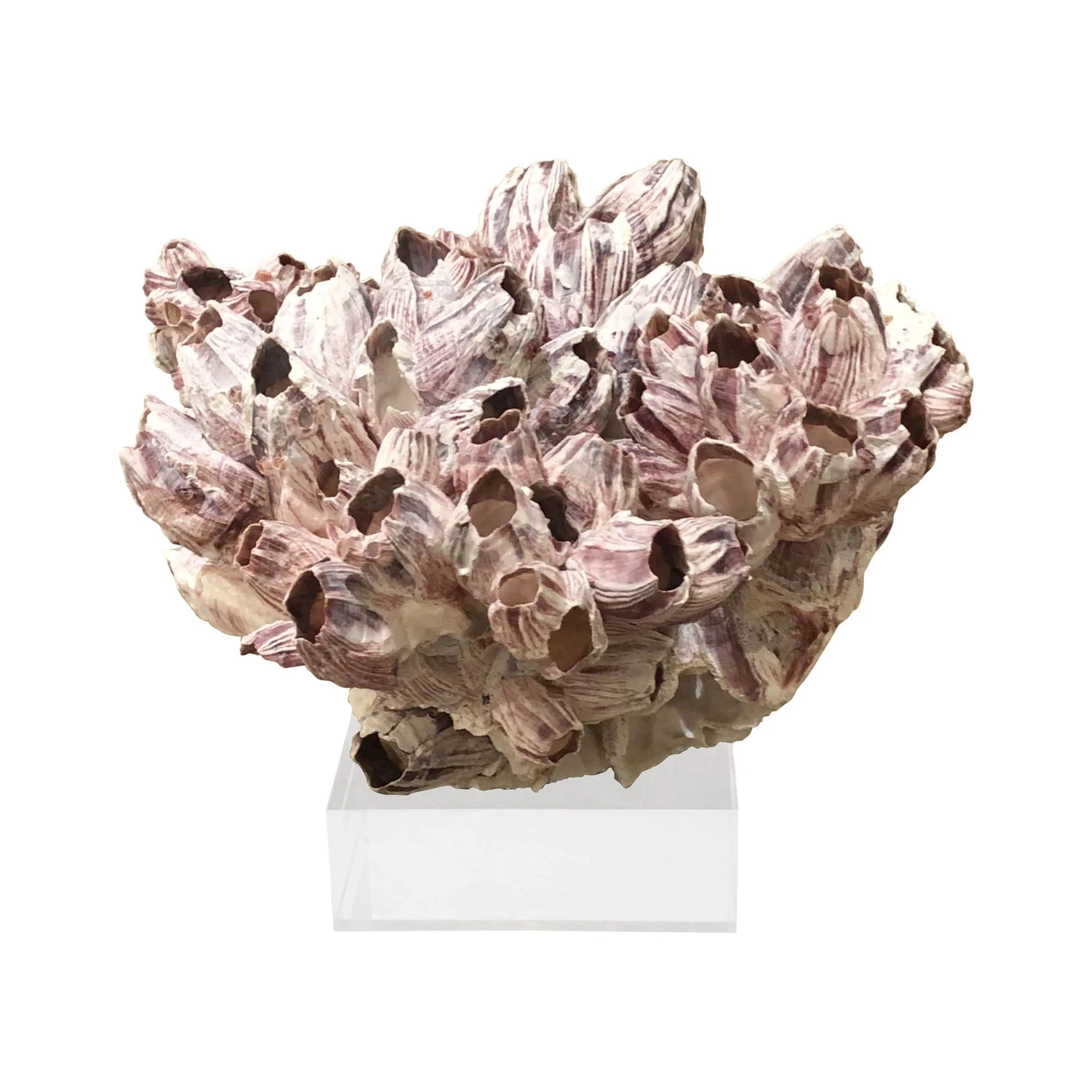 Legend of Asia Barnacle Coral 10-12 Inch On Acrylic Base