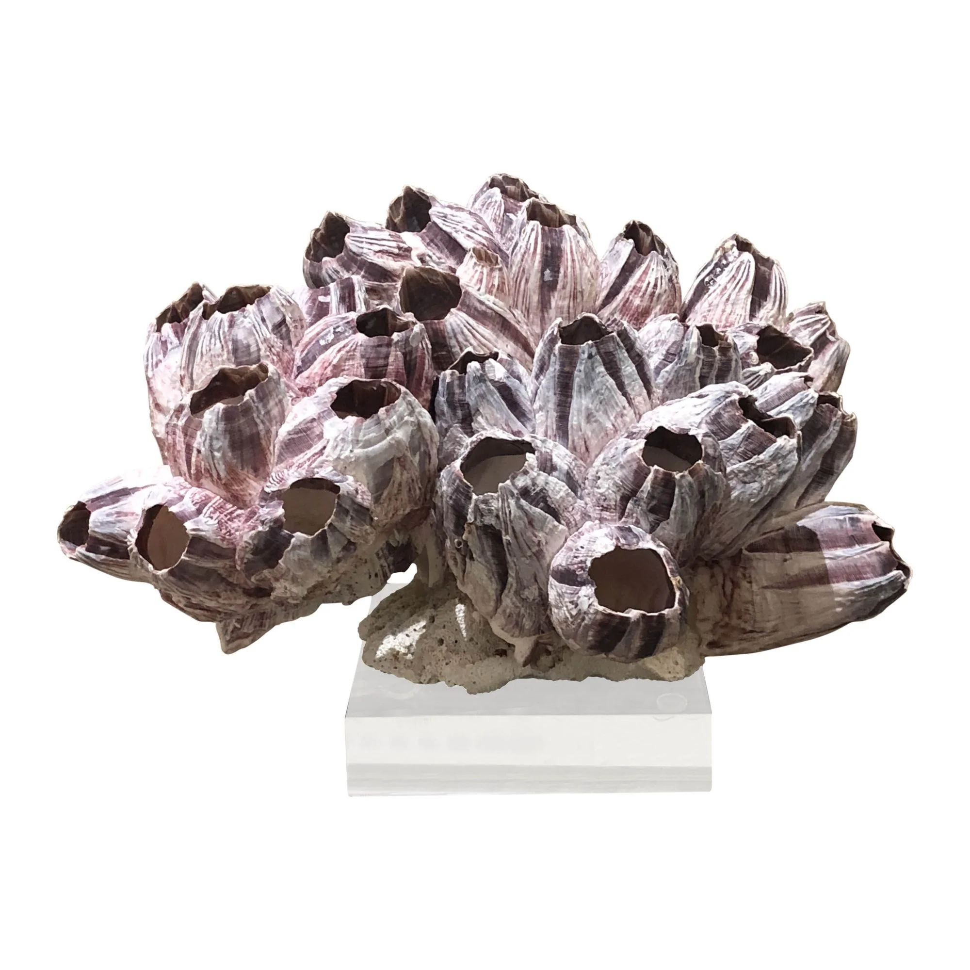 Legend of Asia Barnacle Coral 8-10 Inch On Acrylic Base