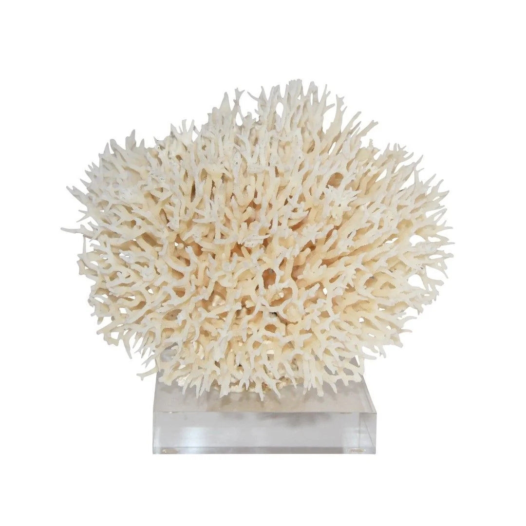 Legend of Asia Birdsnest Coral 10-12 Inch On Acrylic Base