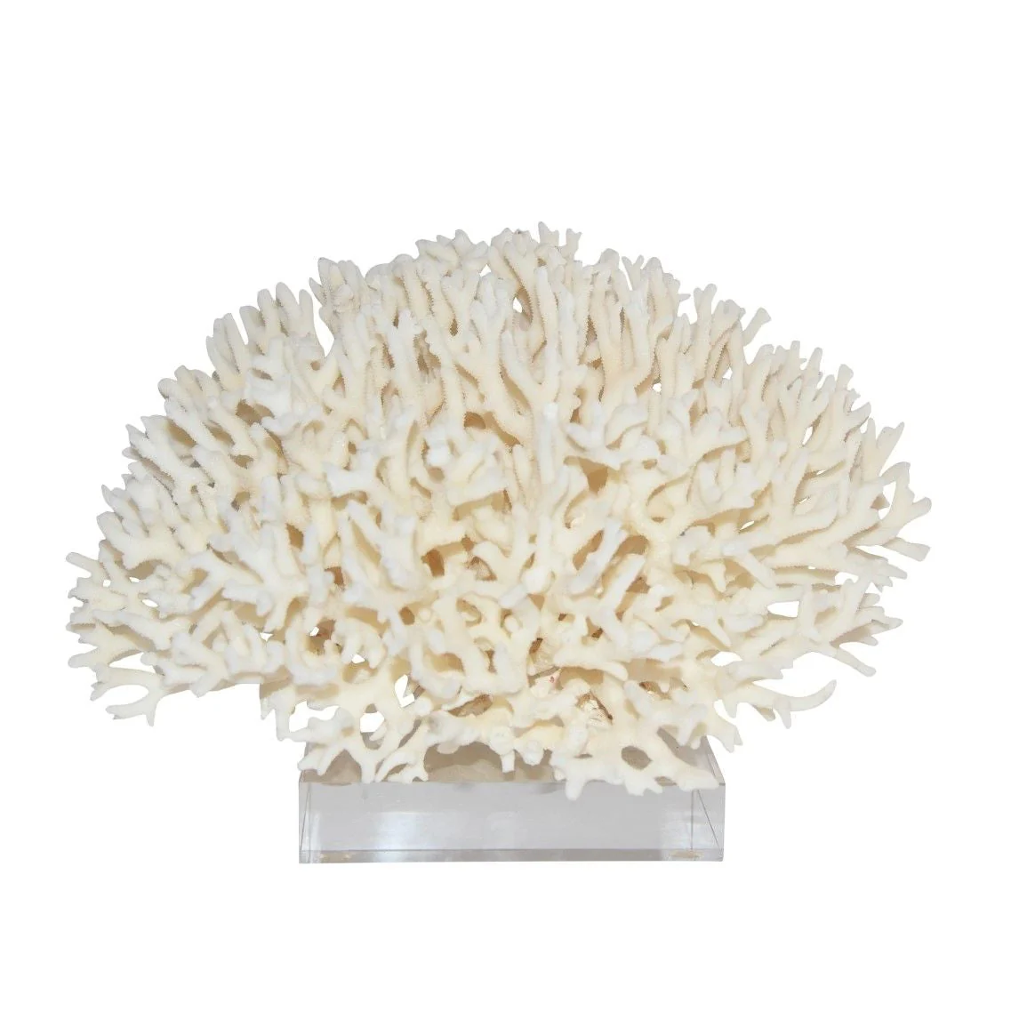 Legend of Asia Birdsnest Coral 12-15 Inch On Acrylic Base