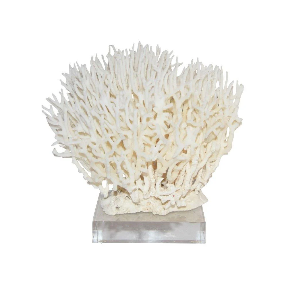 Legend of Asia Birdsnest Coral 8-10 Inch On Acrylic Base