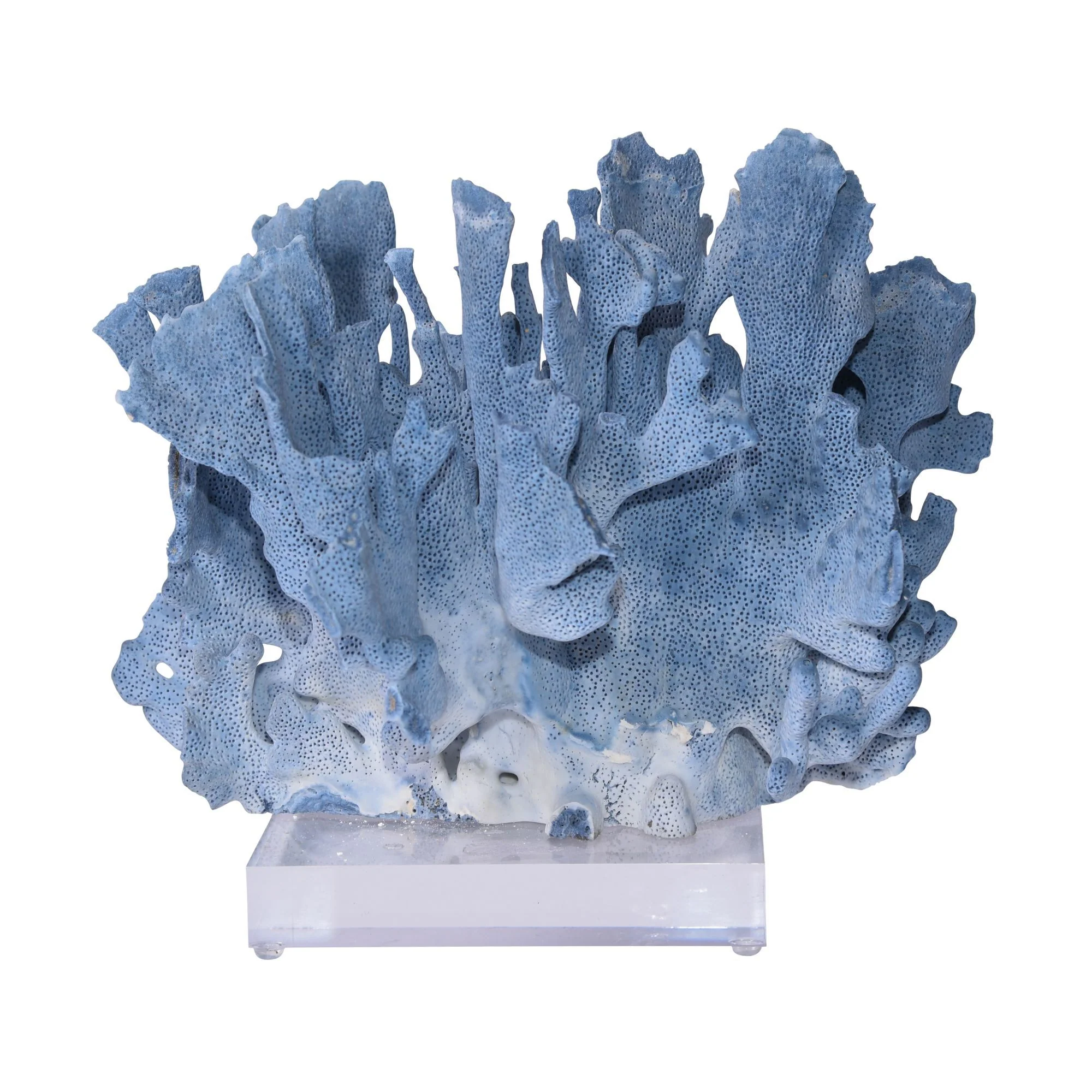 Legend of Asia Blue Coral 10-12 Inch On Acrylic Base