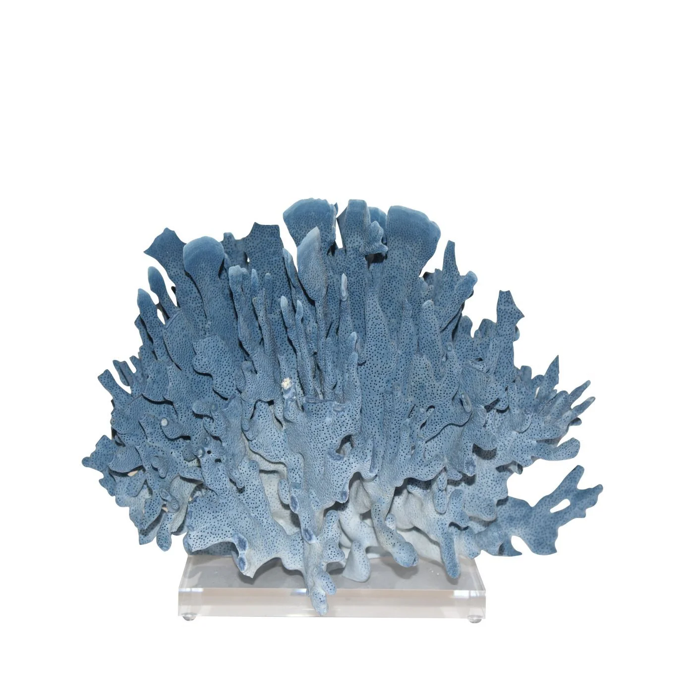 Legend of Asia Blue Coral 12-15 Inch On Acrylic Base