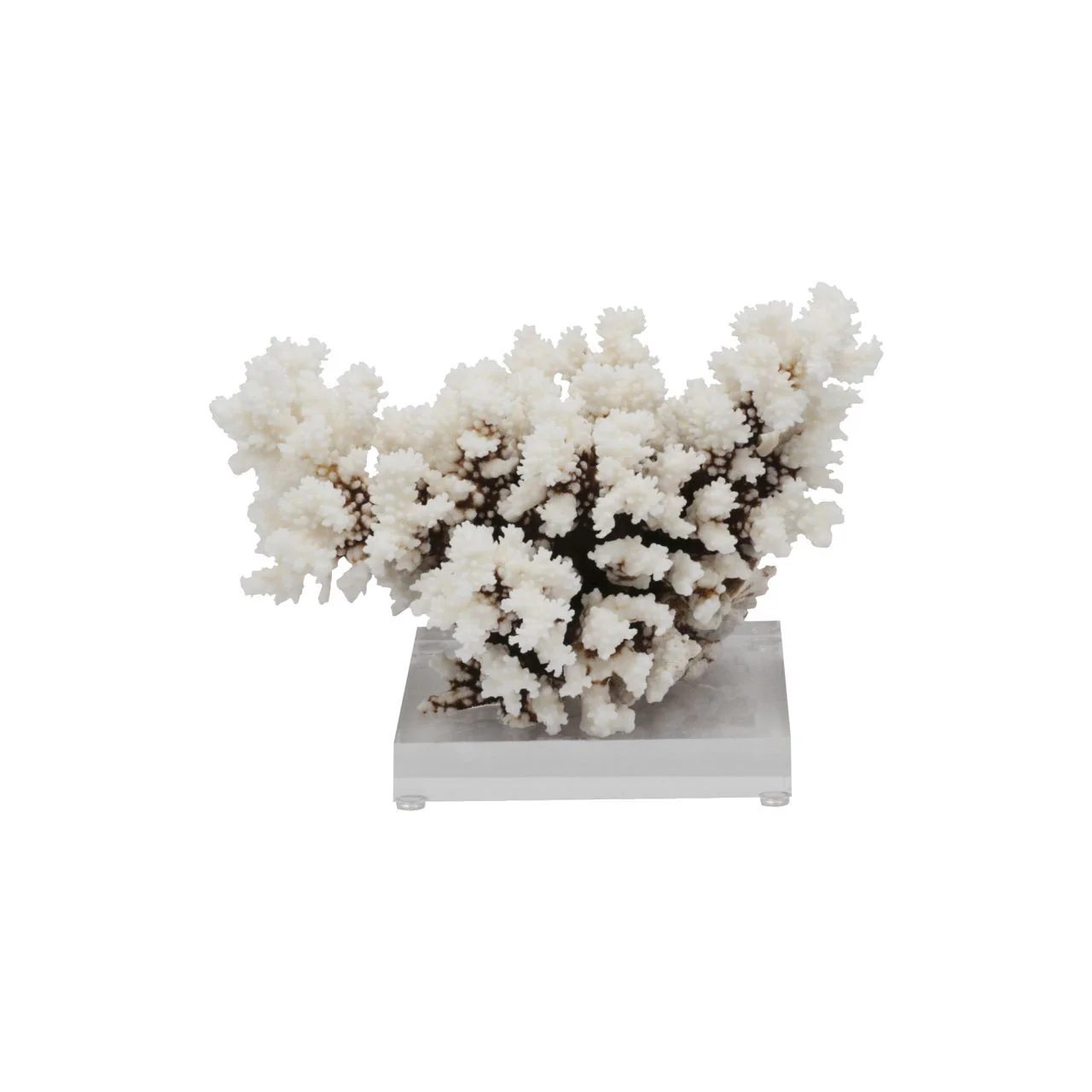 Legend of Asia Brownstem Coral 10-12 Inch On Acrylic Base