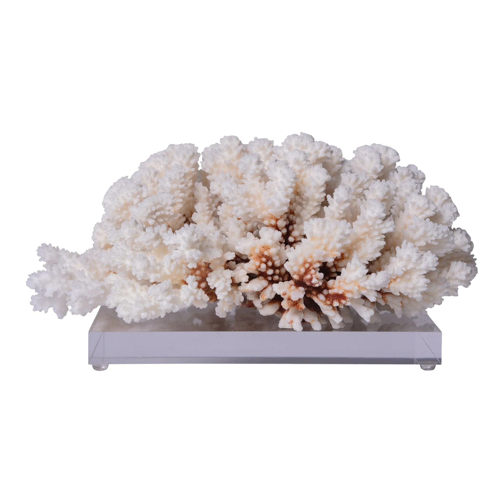 Legend of Asia Brownstem Coral 12-15 Inch On Acrylic Base