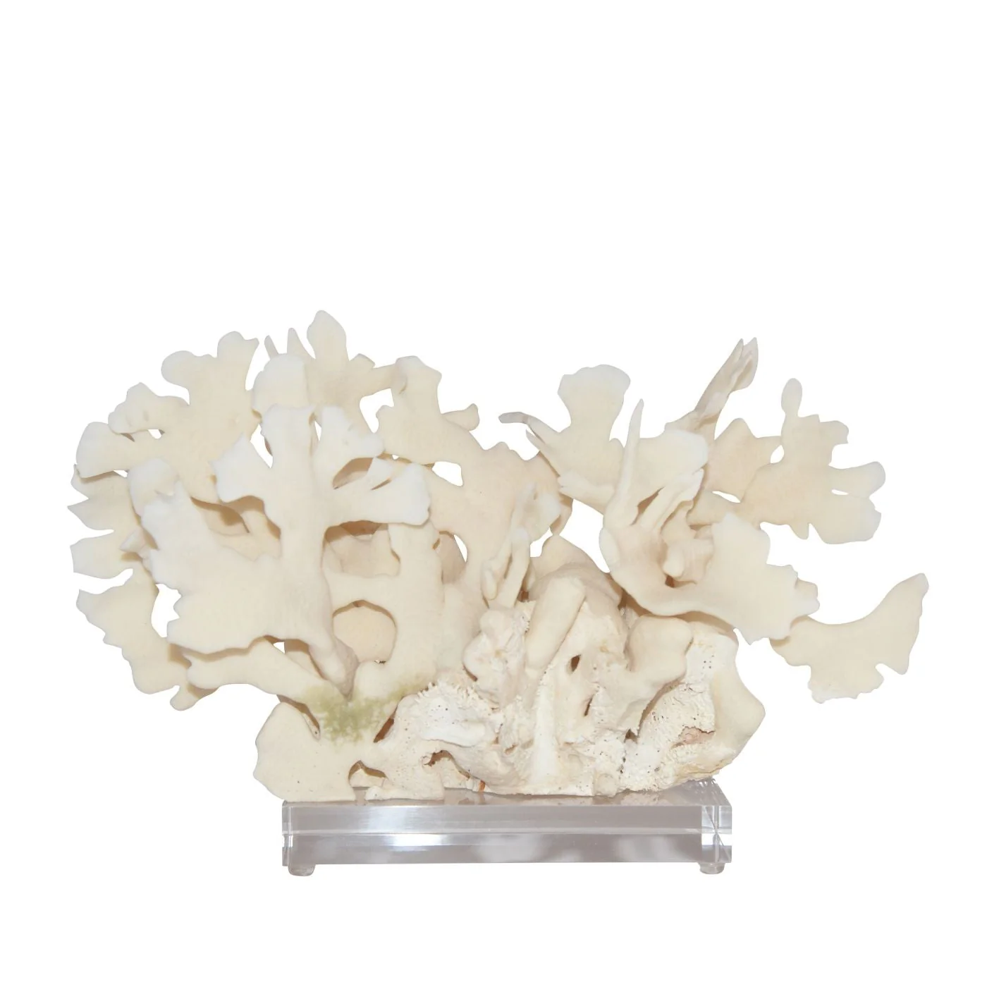 Legend of Asia Cactus Coral 10-12 Inch On Acrylic Base