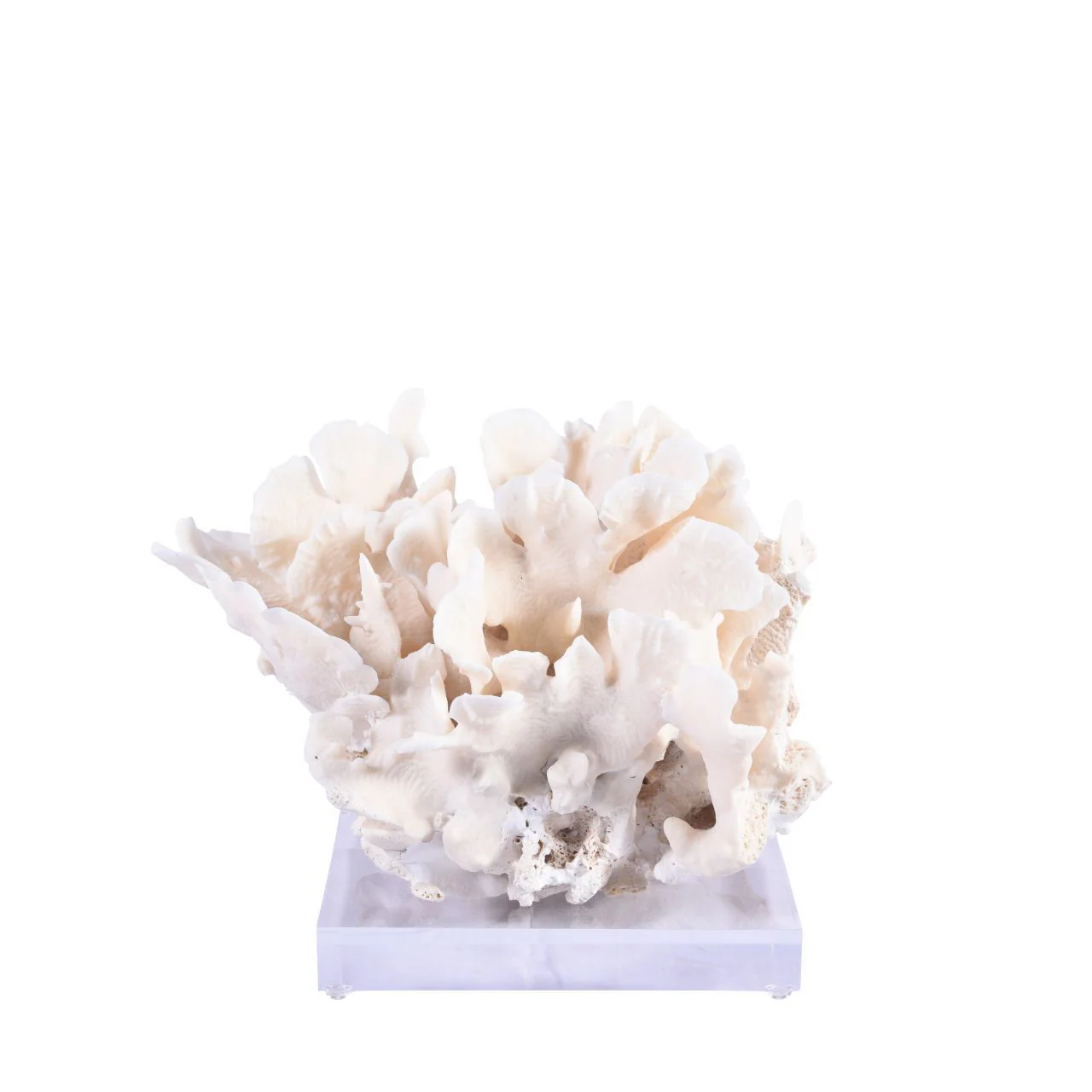 Legend of Asia Cactus Coral 7-10 Inch On Acrylic Base