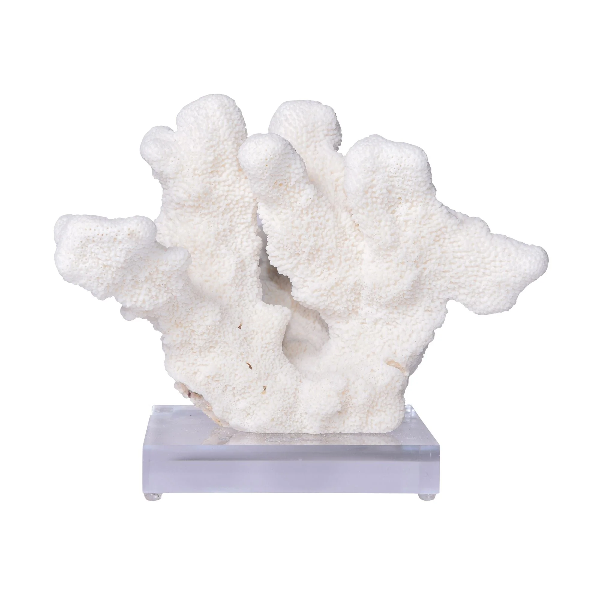 Legend of Asia Catspaw Coral 10-12 Inch On Acrylic Base