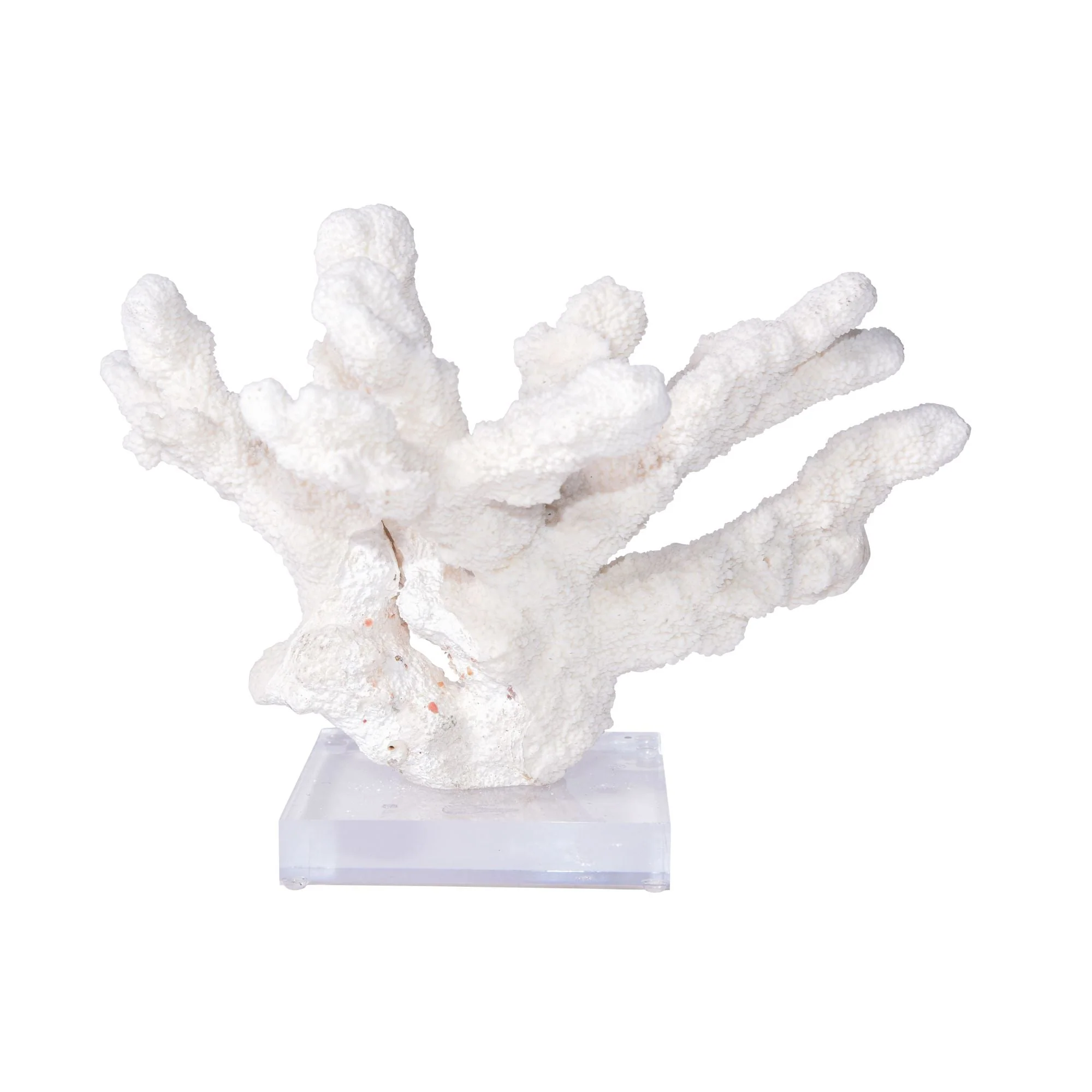Legend of Asia Catspaw Coral 12-15 Inch On Acrylic Base