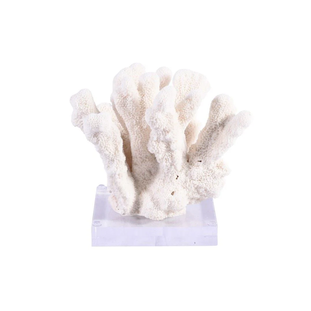 Legend of Asia Catspaw Coral 7-10 Inch On Acrylic Base