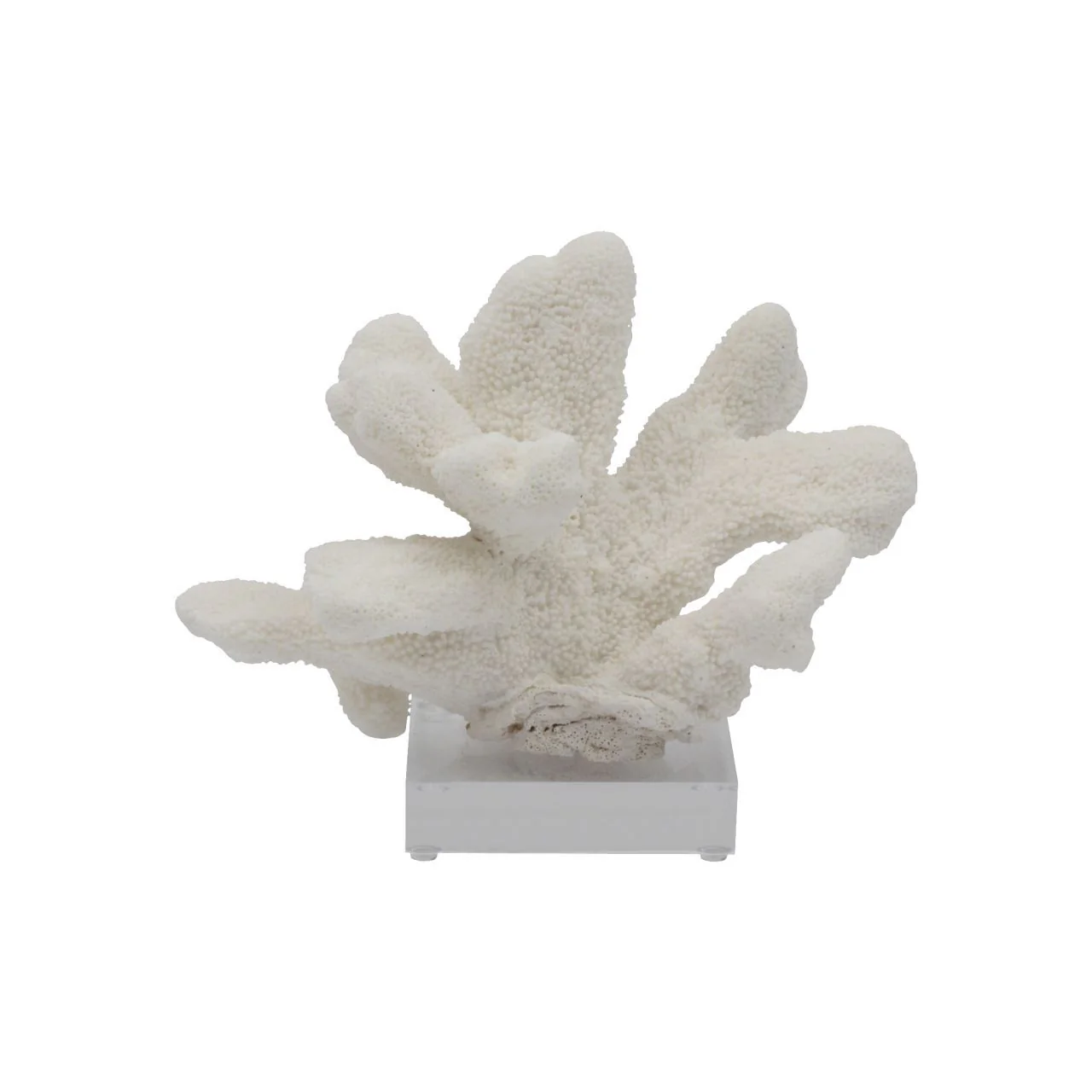 Legend of Asia Catspaw Coral 7-10 Inch On Acrylic Base - Image 2