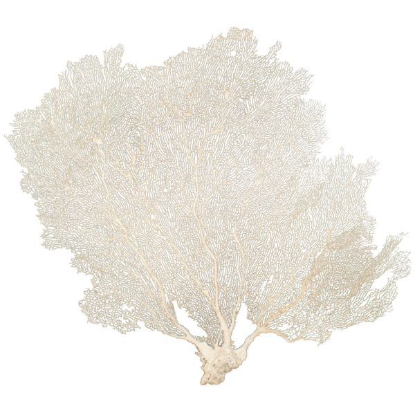 Legend of Asia Cream Seafan 25-30 IN