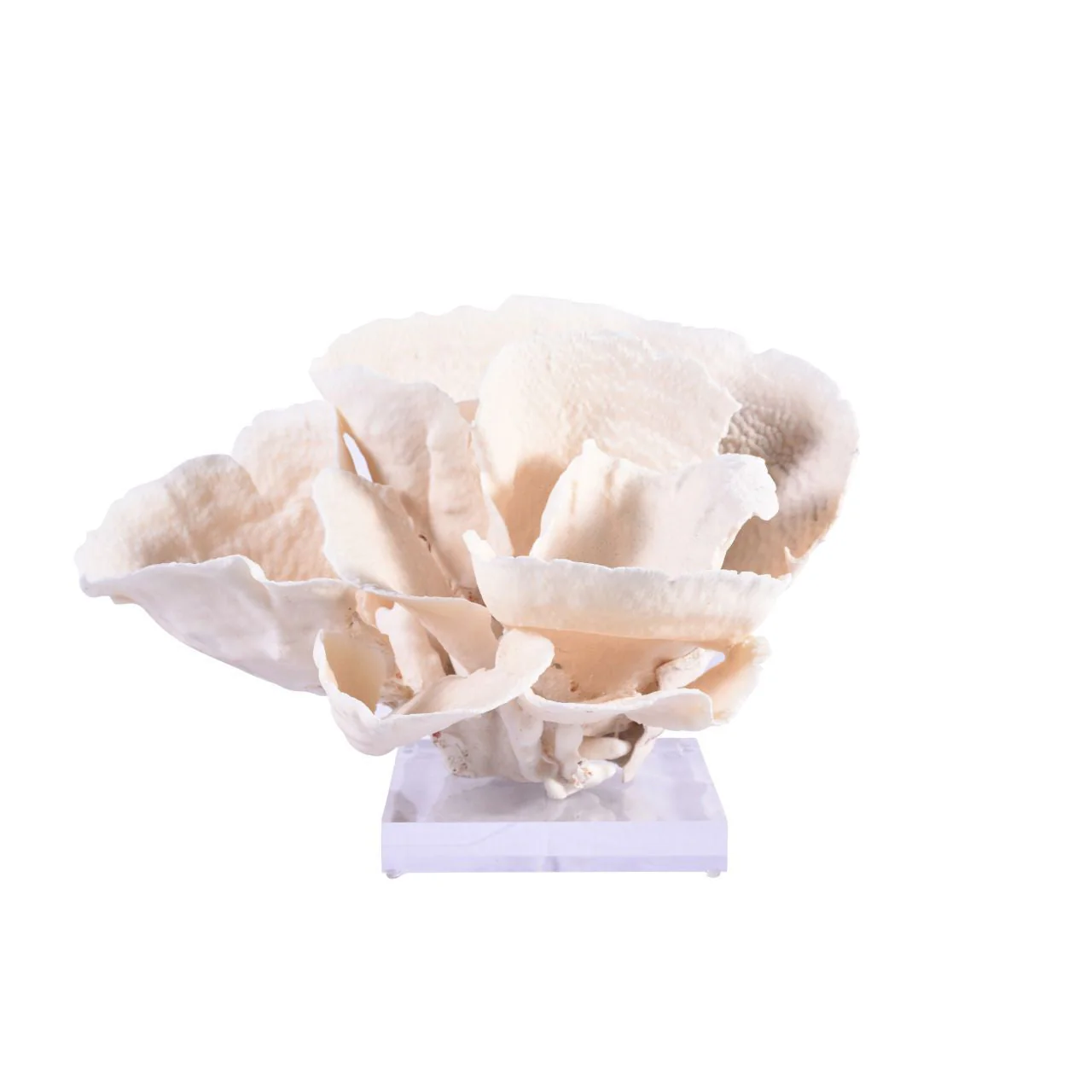 Legend of Asia Cup Coral 12-15 Inch On Acrylic Base