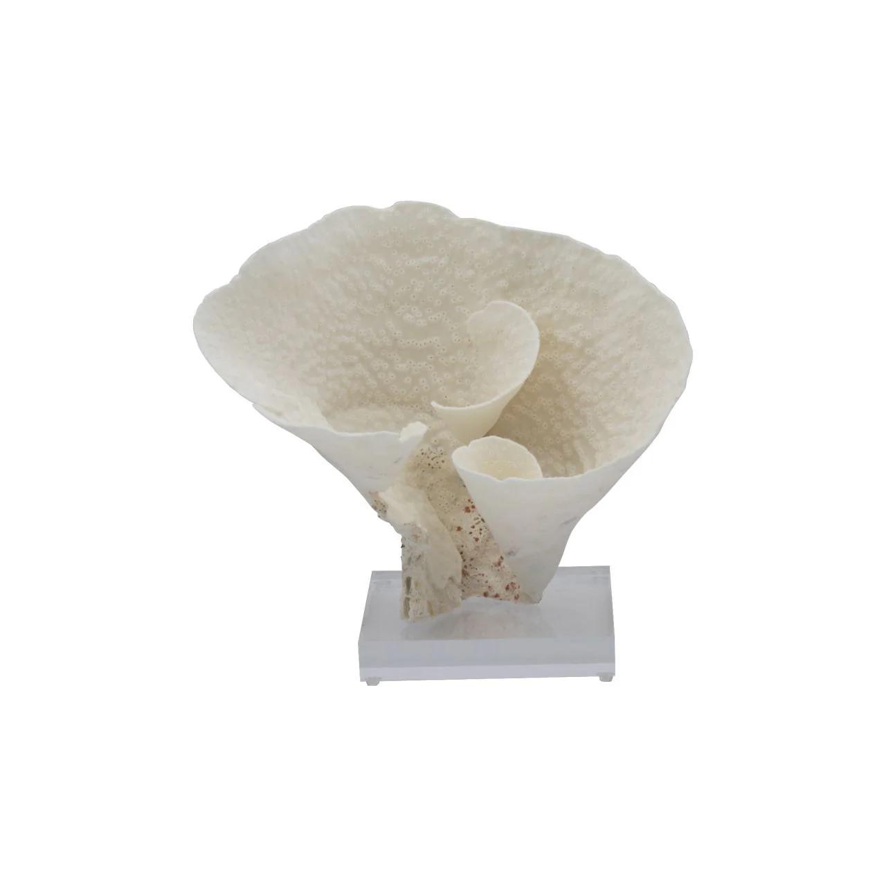 Legend of Asia Cup Coral 7-10 Inch On Acrylic Base
