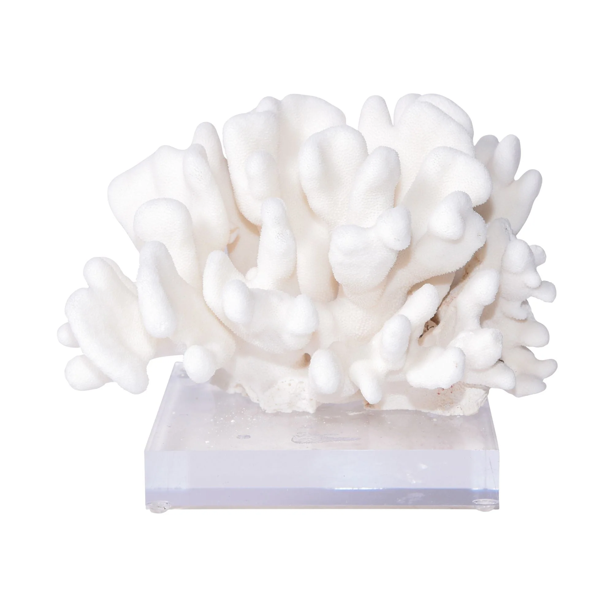 Legend of Asia Elkhorn Coral Pacific 12-15 Inch On Acrylic Base