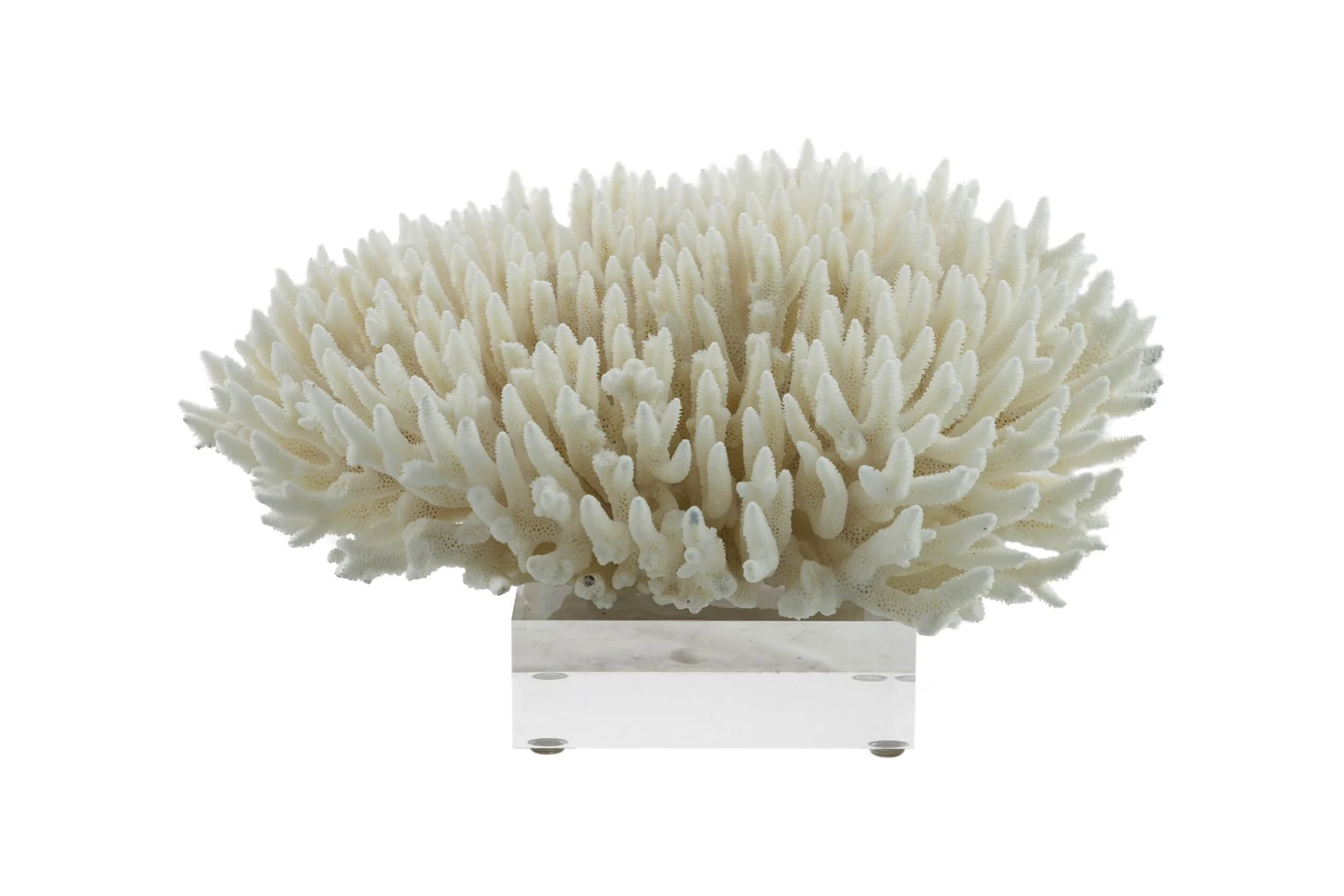 Legend of Asia Finger Coral 10-12 Inch On Acrylic Base