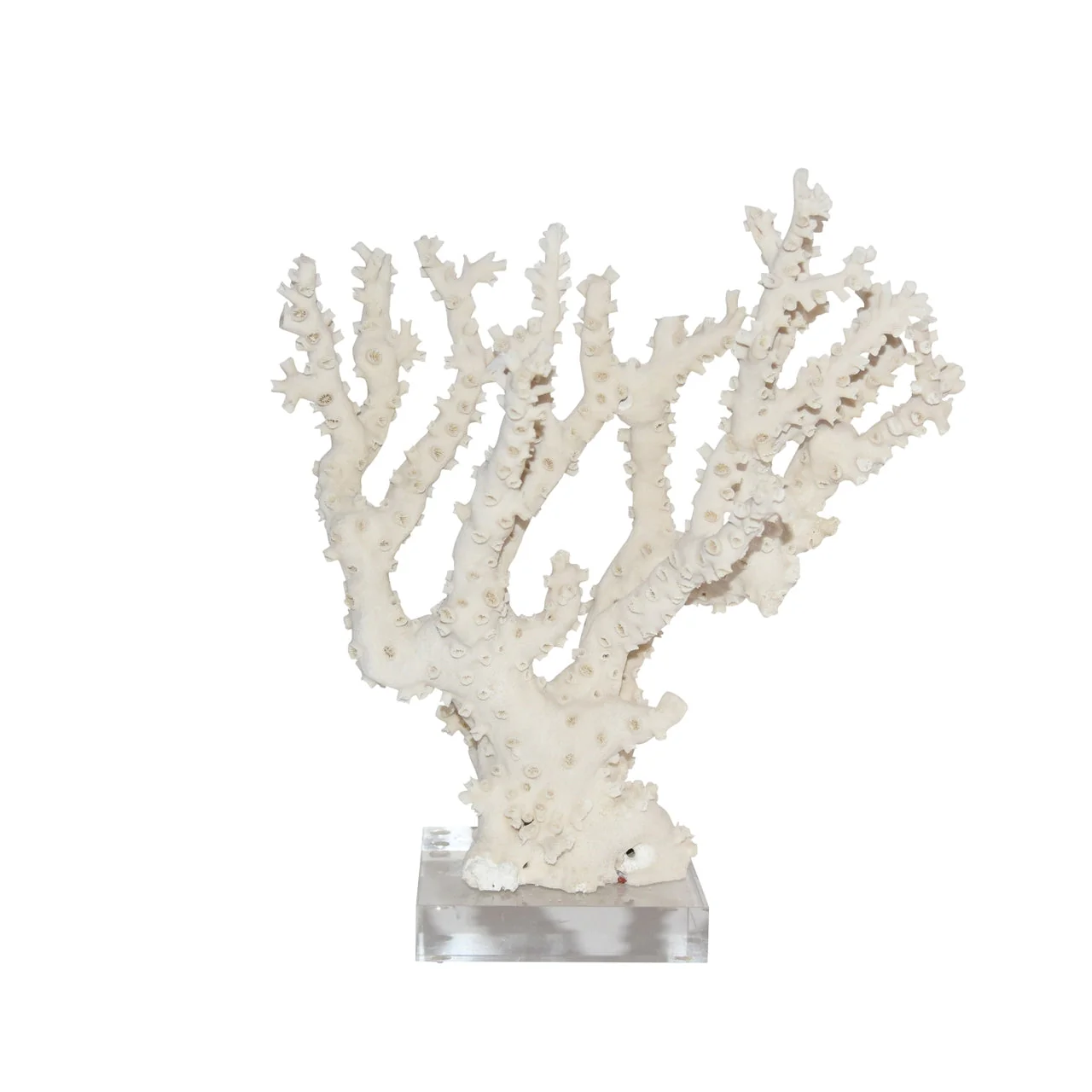 Legend of Asia Octopus Coral 15 Inch