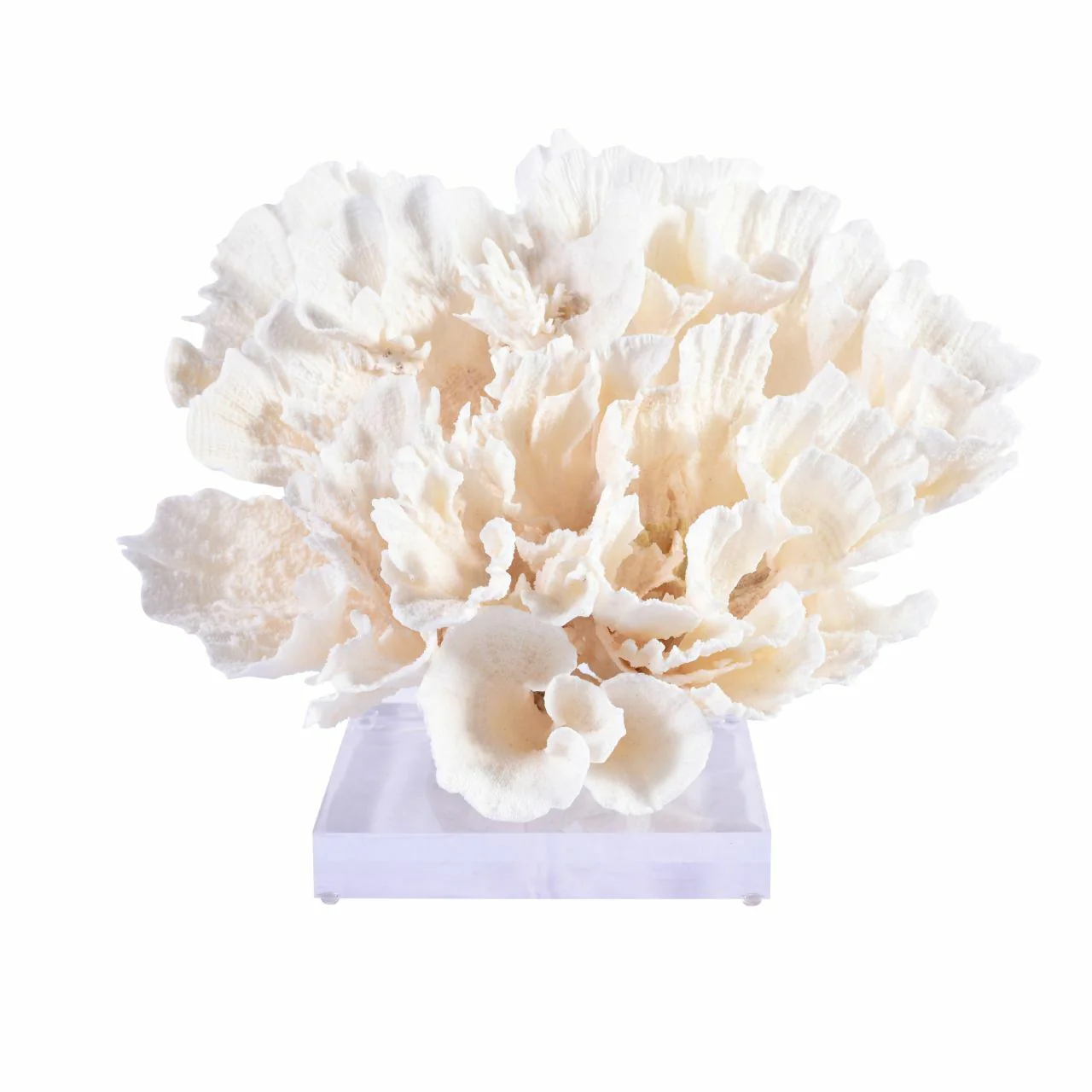 Legend of Asia Poca Coral Full Shape 10-12 Inch On Acrylic Base