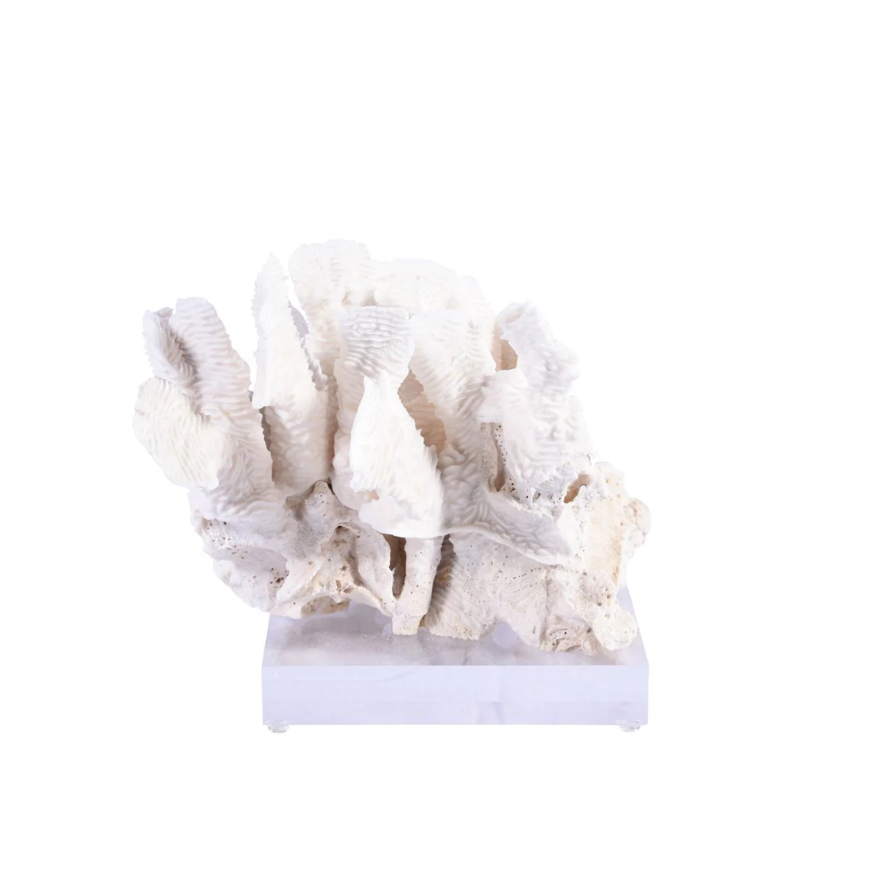 Legend of Asia Rugosa Coral 10-12 Inch On Acrylic Base