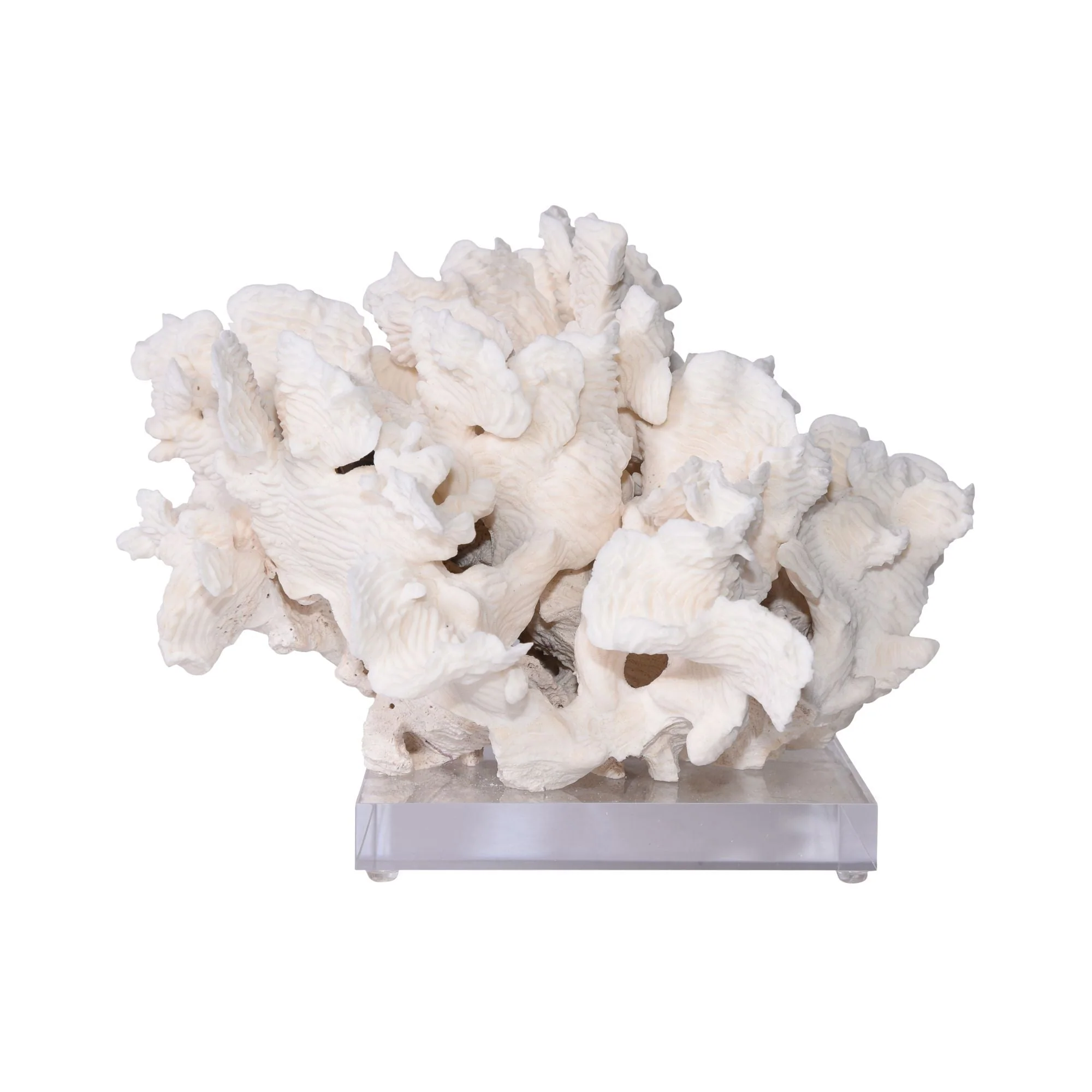 Legend of Asia Rugosa Coral 12-15 Inch On Acrylic Base