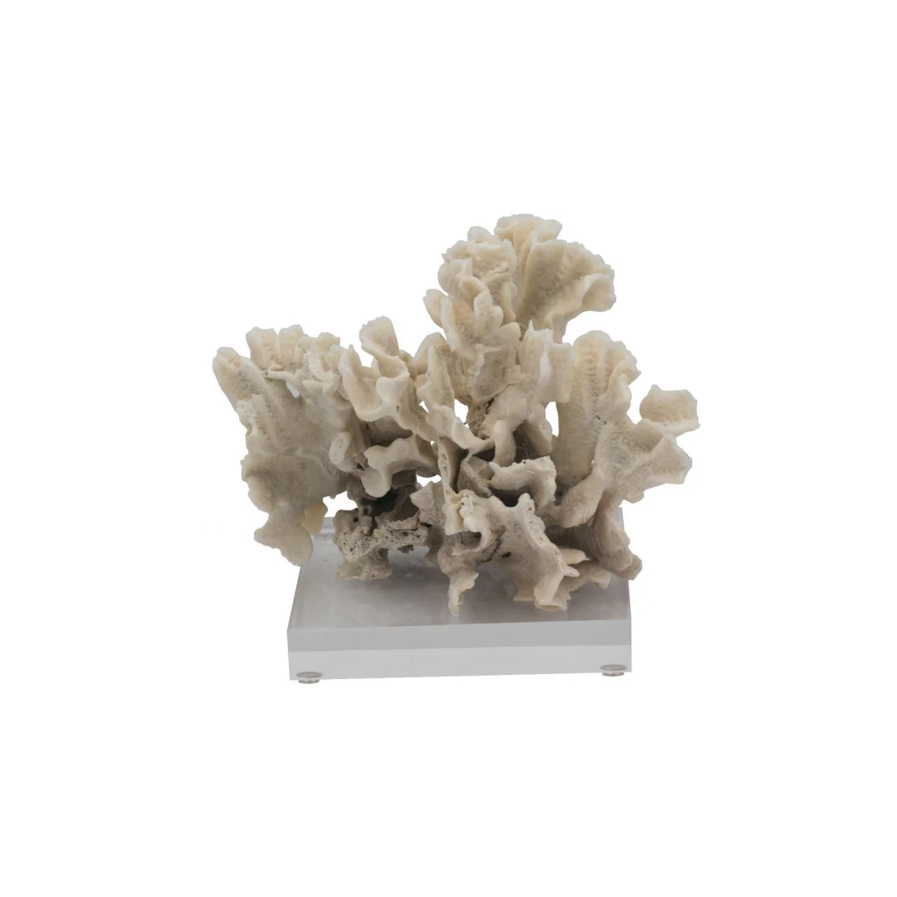 Legend of Asia Rugosa Coral 7-10 Inch On Acrylic Base