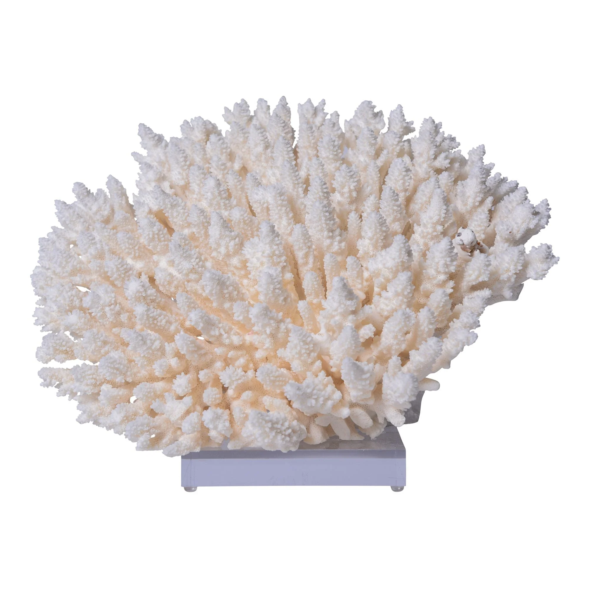 Legend of Asia Table Coral 10-12 Inch On Acrylic Base