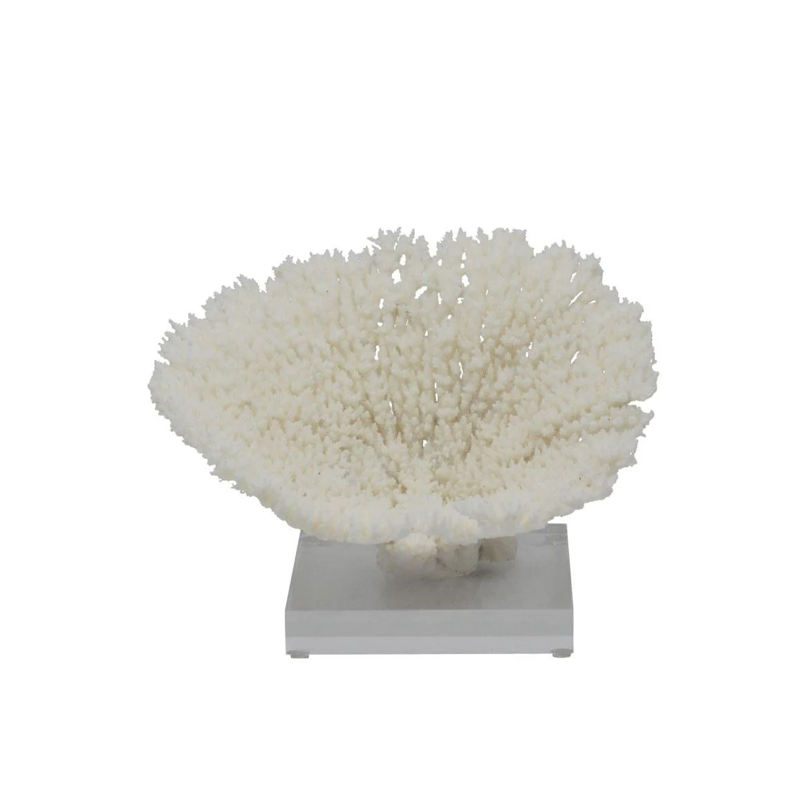 Legend of Asia Table Coral Special 10-12 Inch On Acrylic Base