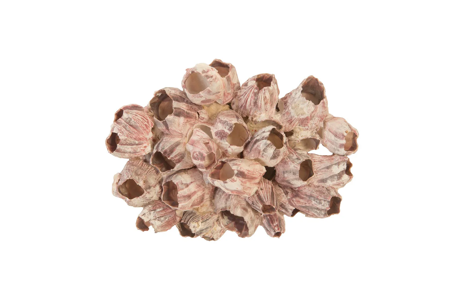 Phillips Collection Barnacle Cluster Wall Art, LG - Image 4