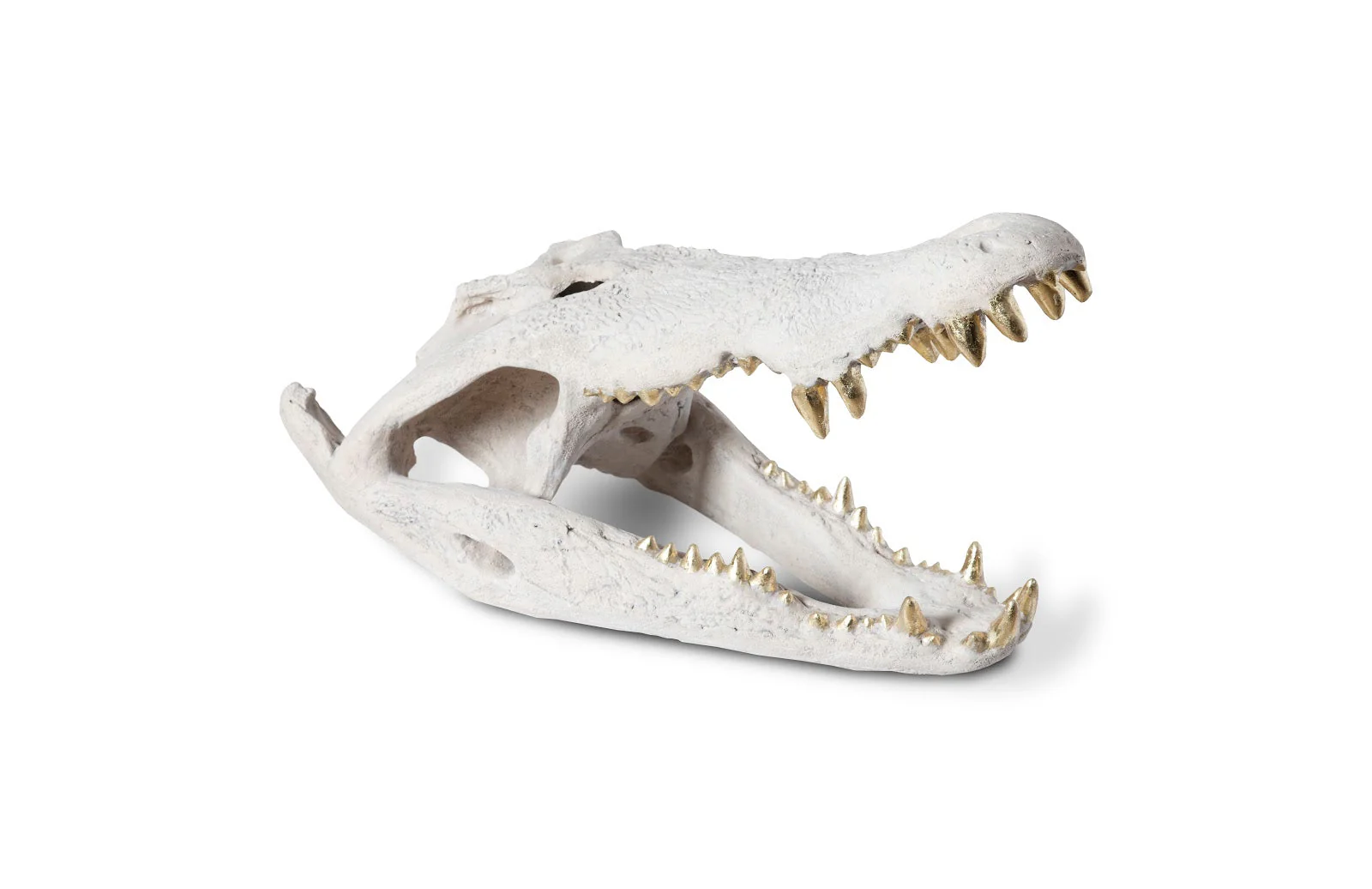 Phillips Collection Crocodile Skull, Roman Stone, Gold Leaf