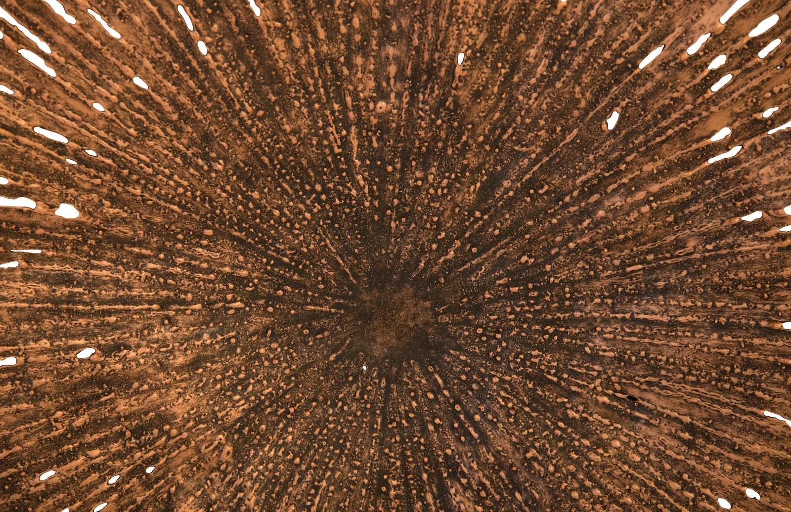Phillips Collection Lotus Wall Art, Copper/Black, MD - Image 3