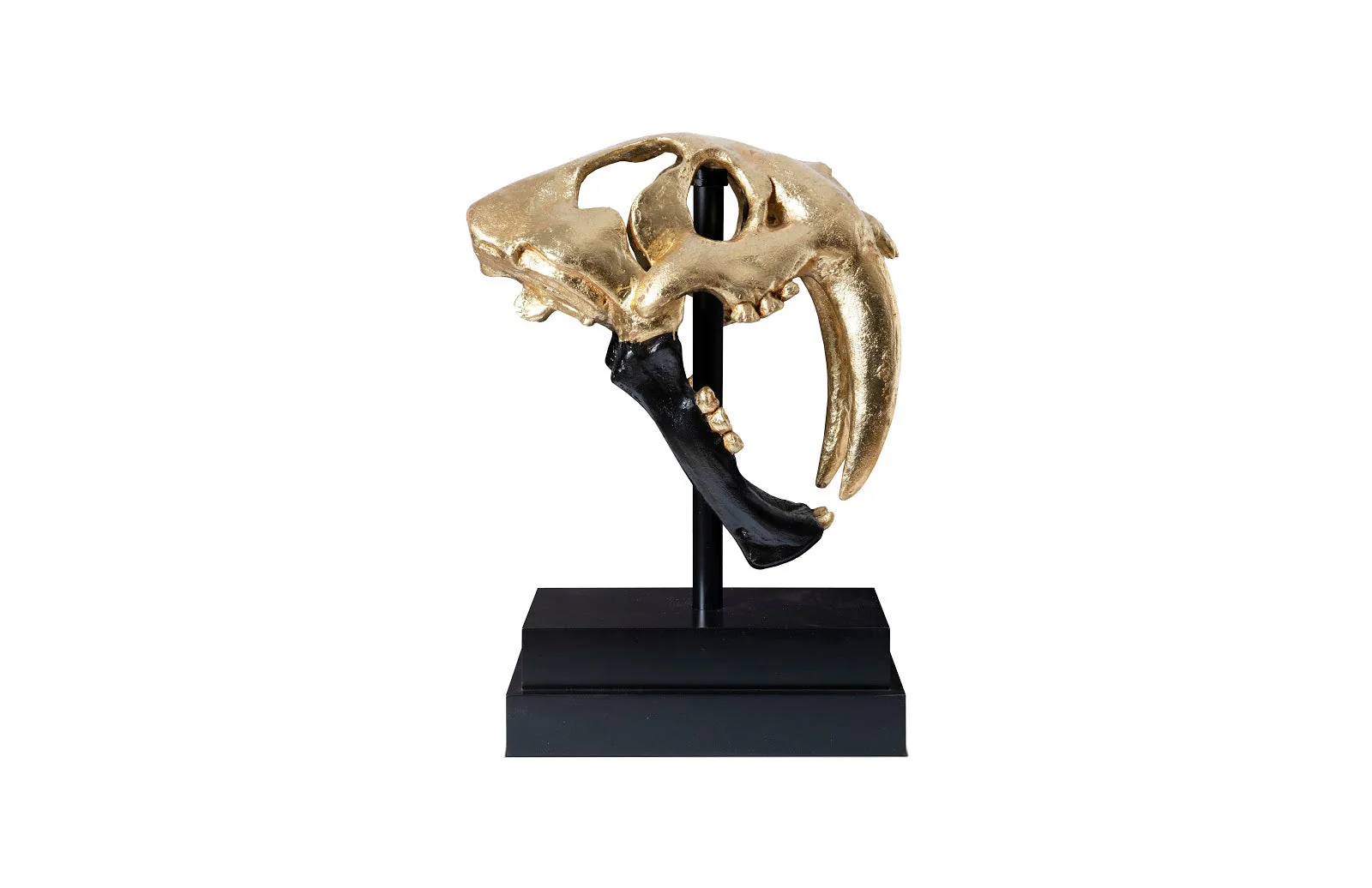 Phillips Collection Saber Tooth Tiger Skull, Black, Gold Leaf