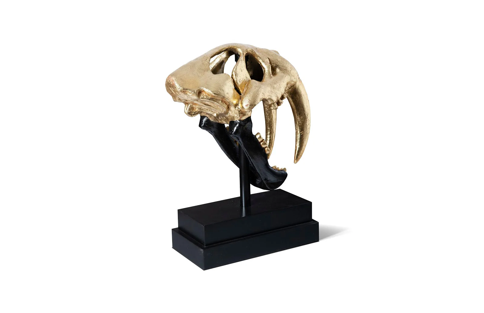 Phillips Collection Saber Tooth Tiger Skull, Black, Gold Leaf - Image 2