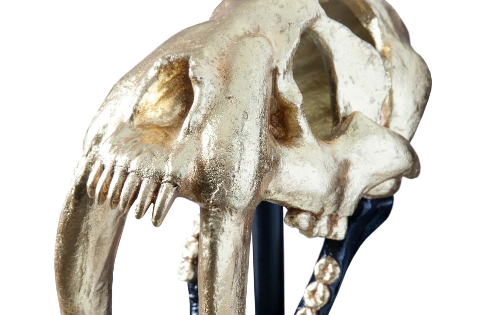 Phillips Collection Saber Tooth Tiger Skull, Black, Gold Leaf - Image 3