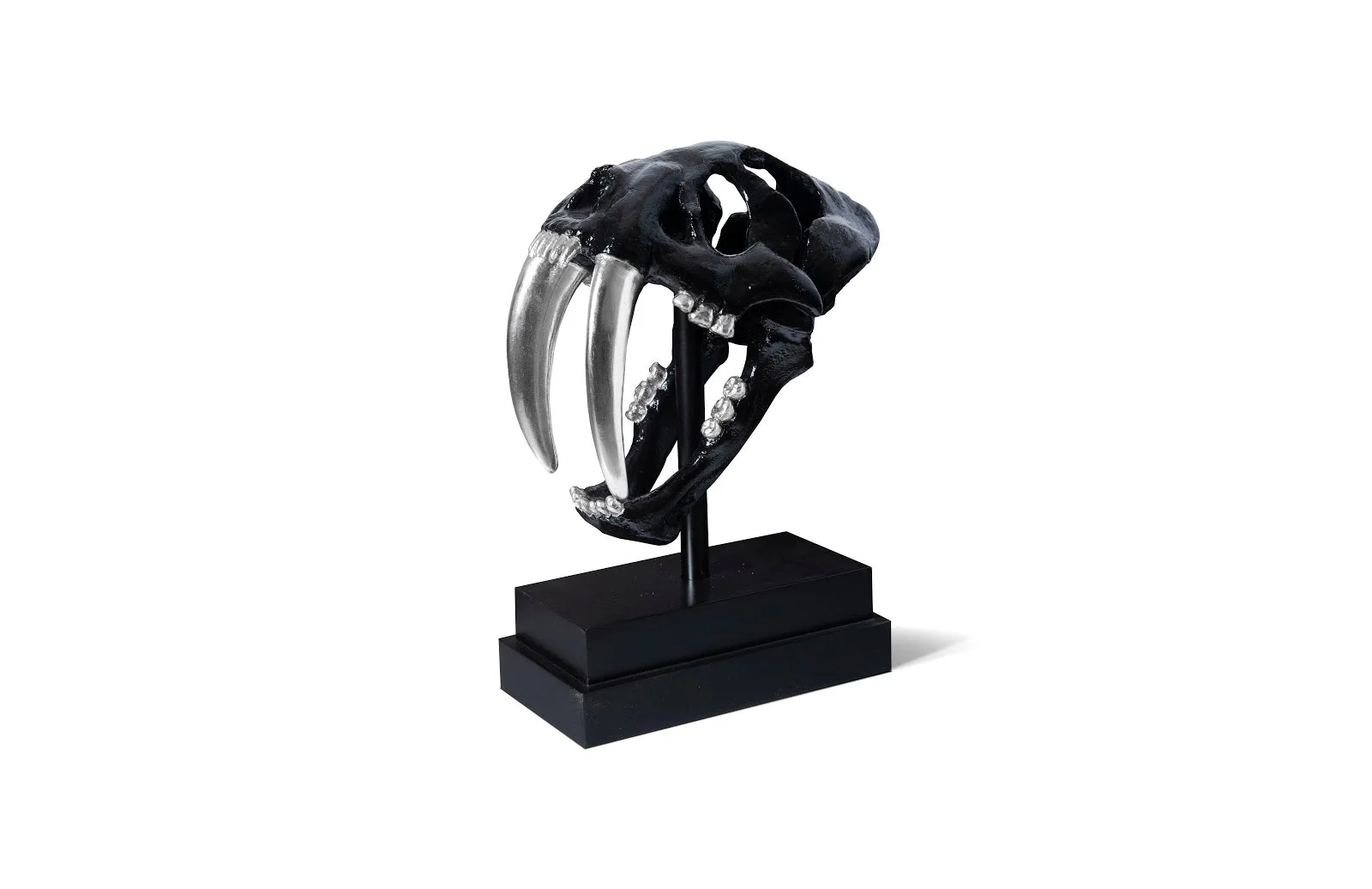 Phillips Collection Saber Tooth Tiger Skull, Black