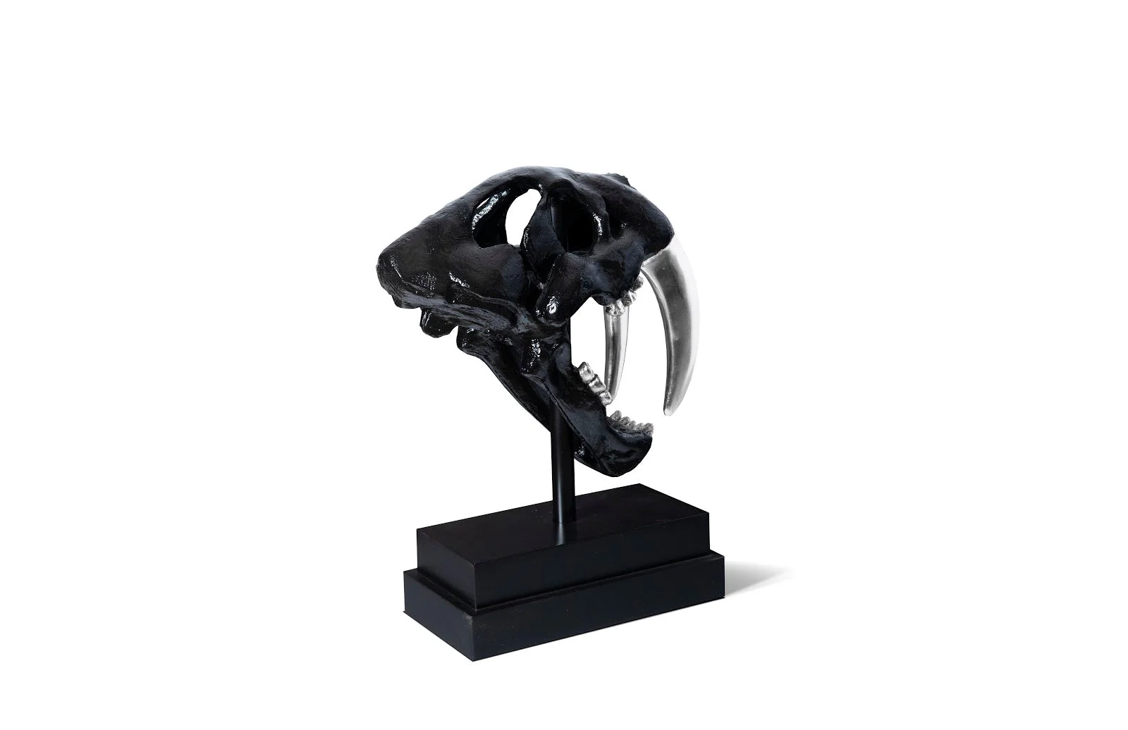Phillips Collection Saber Tooth Tiger Skull, Black - Image 3