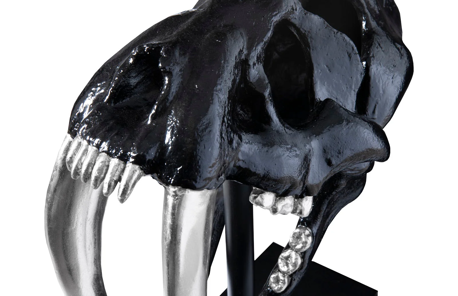 Phillips Collection Saber Tooth Tiger Skull, Black - Image 4