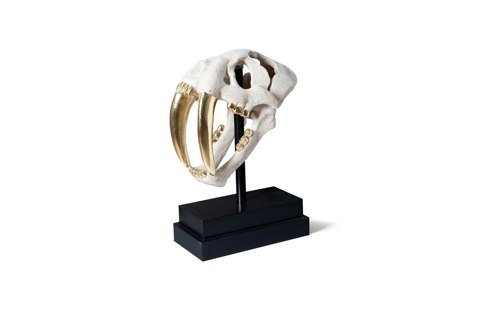 Phillips Collection Saber Tooth Tiger Skull, Roman Stone
