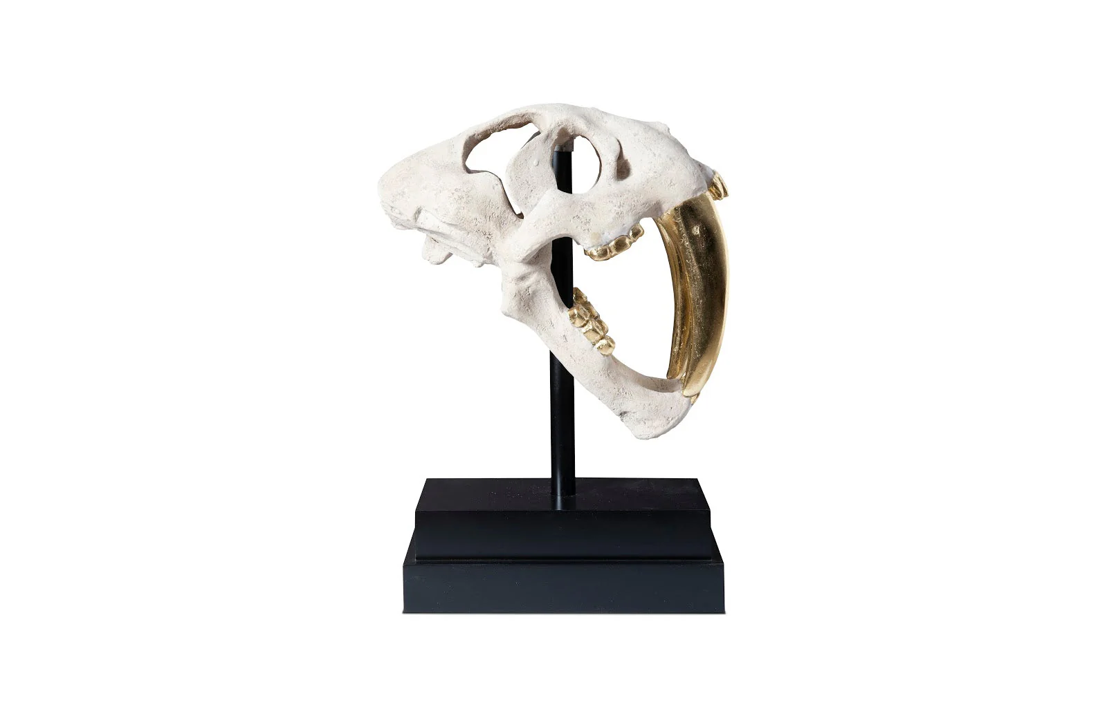 Phillips Collection Saber Tooth Tiger Skull, Roman Stone - Image 2