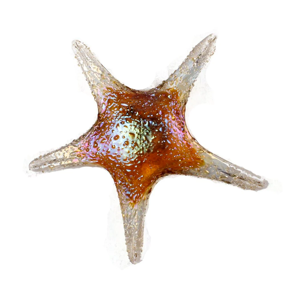 Starfish Wall Art by Viz Glass 7842BIR