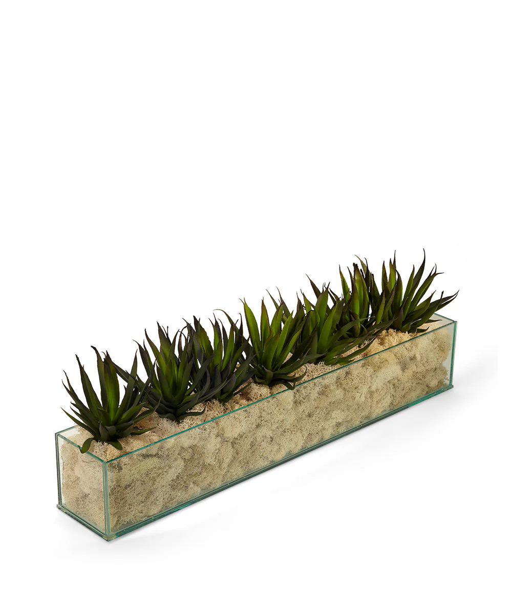 Agave in Rectangular Glass