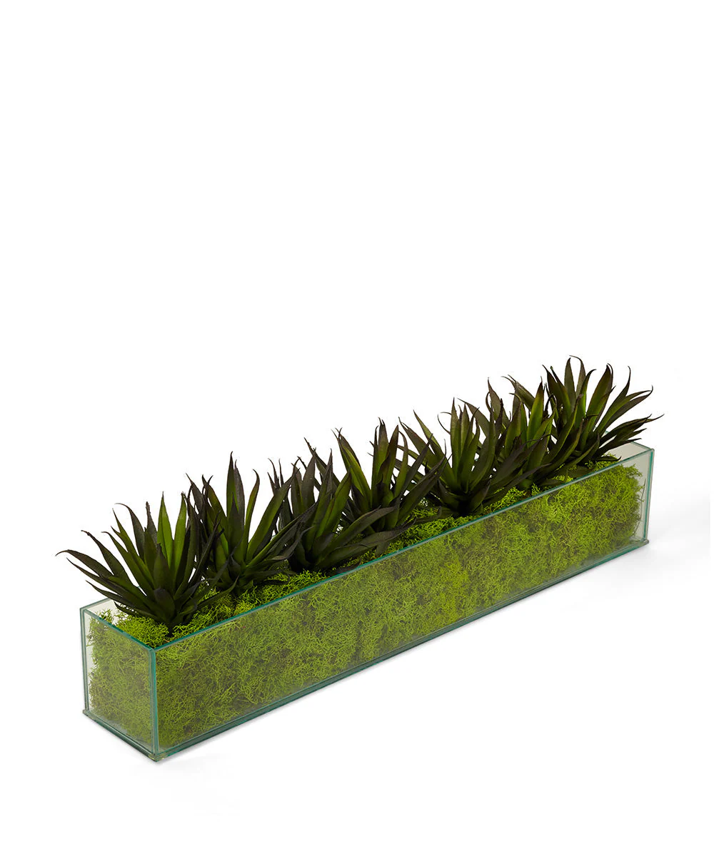Agave in Rectangular Glass - Image 2