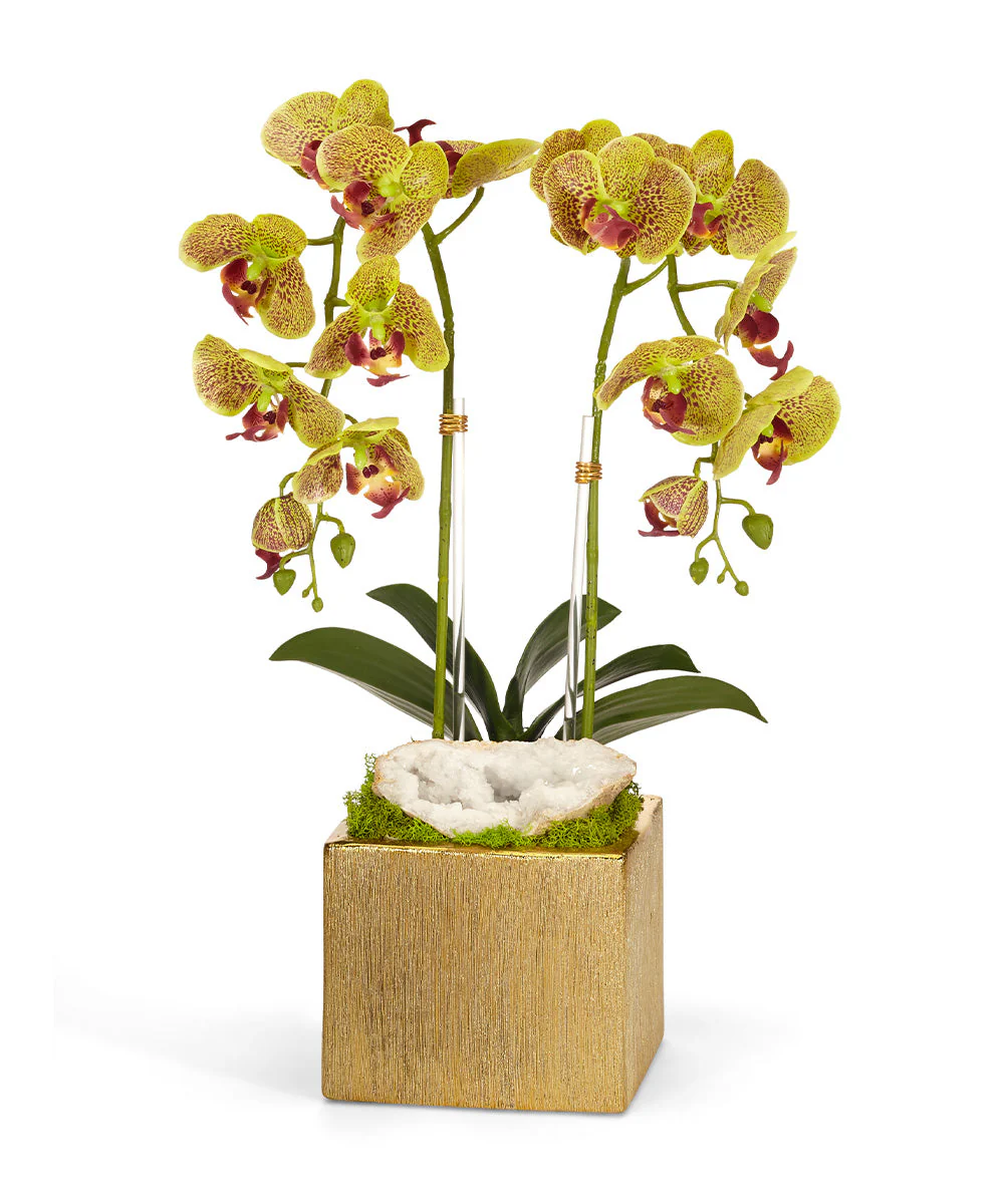 Double Orchid in Gold Square - Image 3