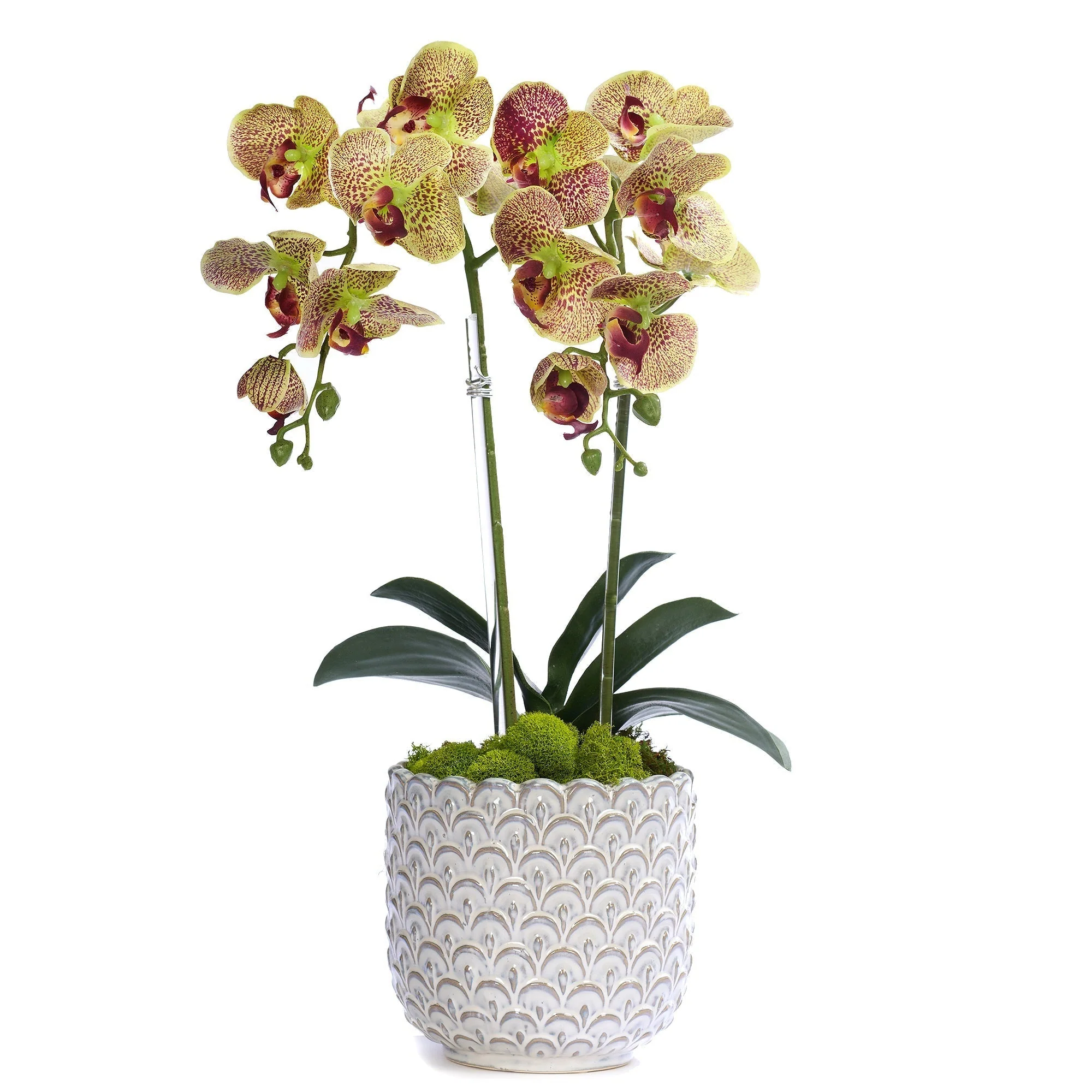Double Orchid in Scalloped Cream Container - Image 2