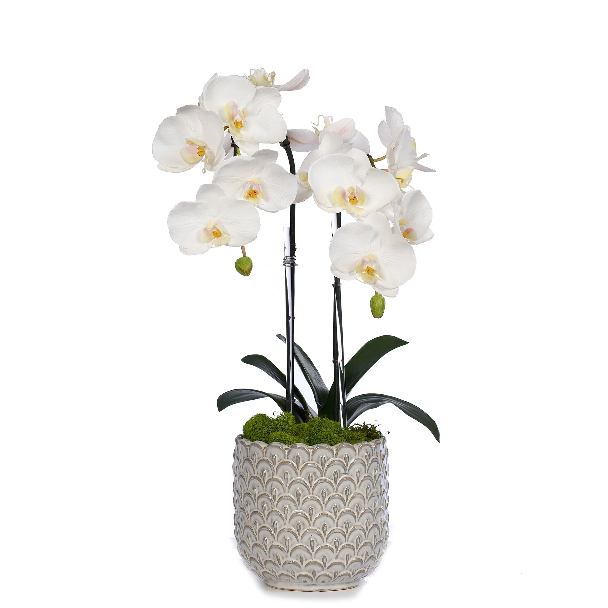 Double Orchid in Scalloped Cream Container - Image 3