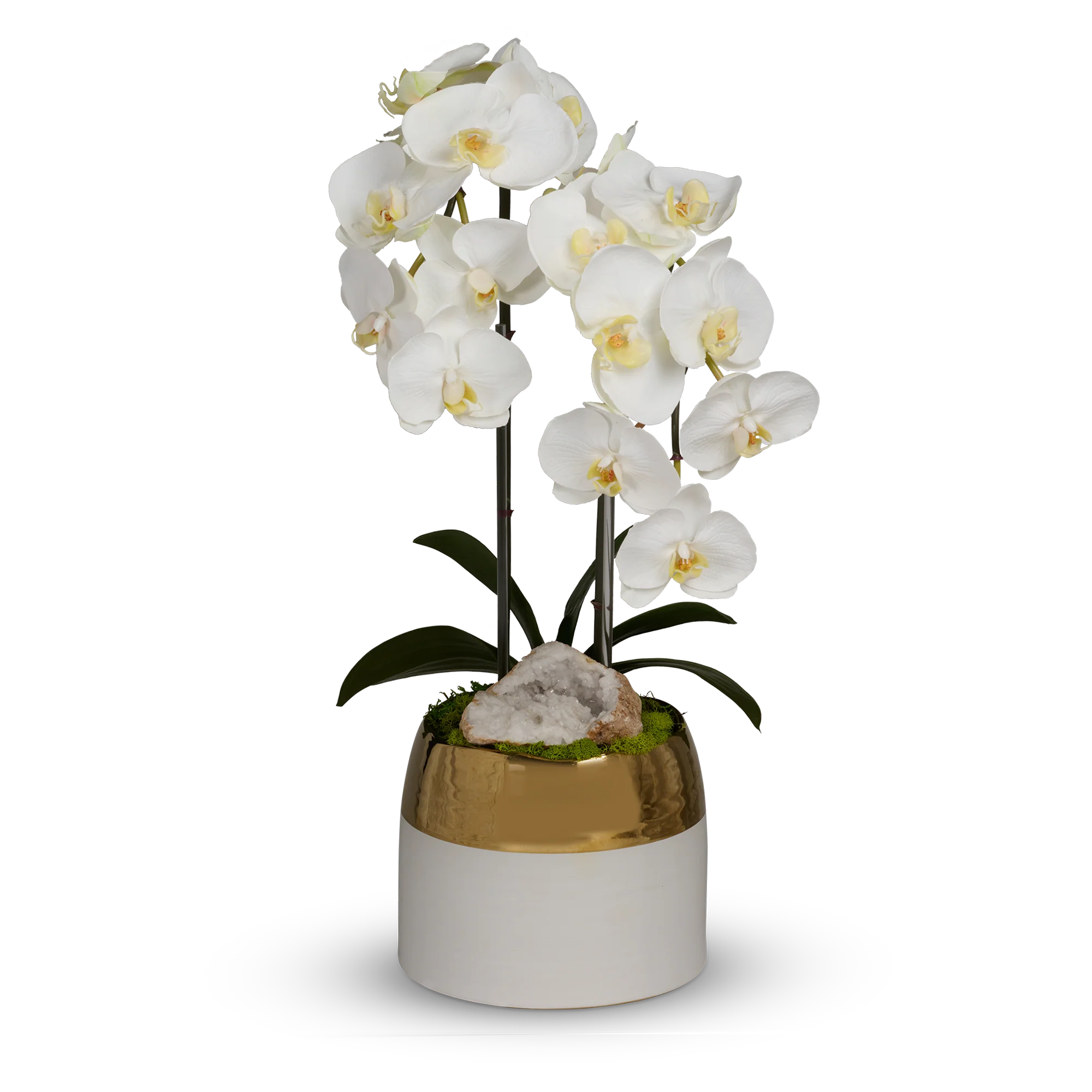 Double Orchid in White Container with Gold Rim
