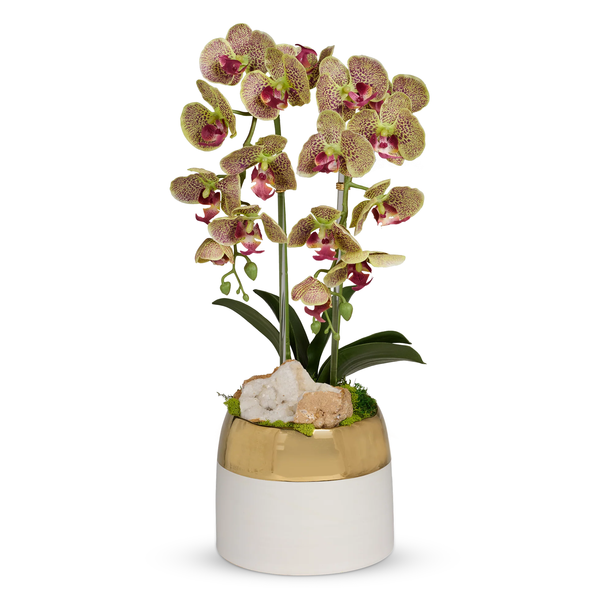 Double Orchid in White Container with Gold Rim - Image 3