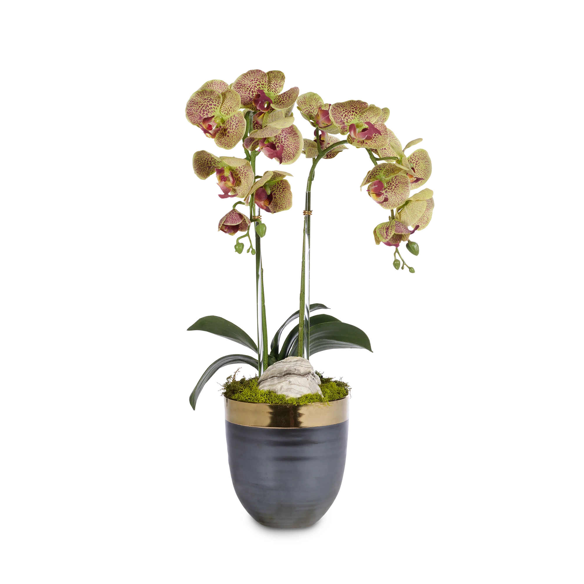 Double Orchids in Bronze Container with Gold Rim - Image 2